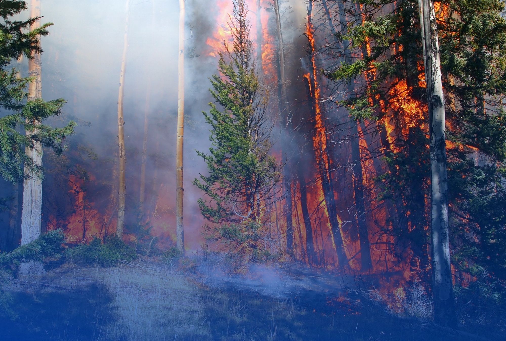 Wildfire in forest behind blue background