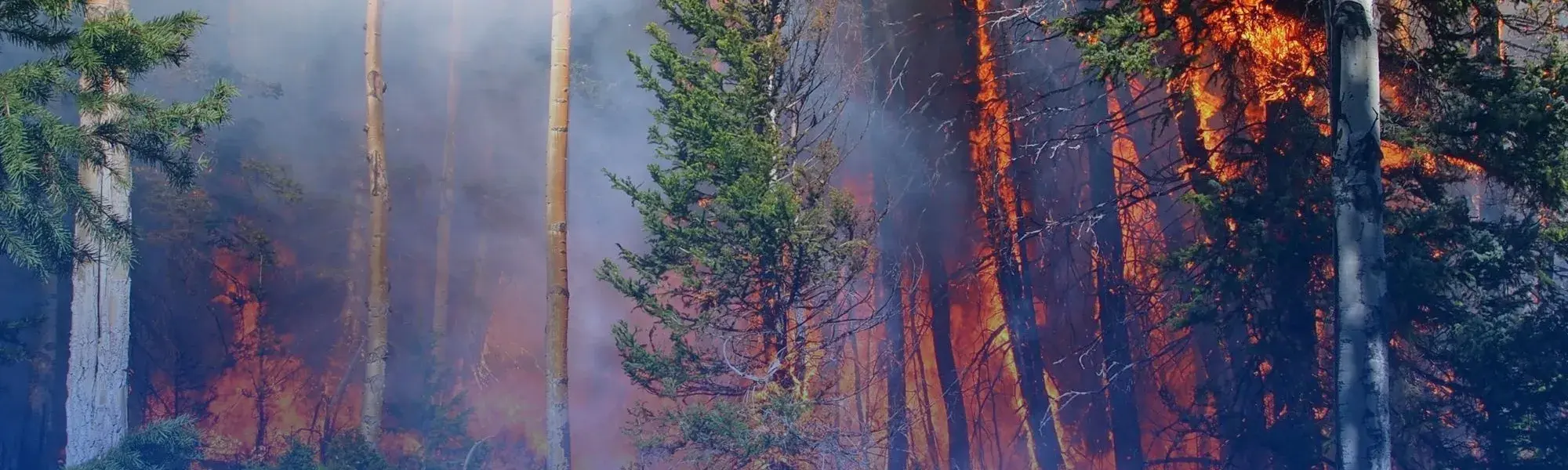 Wildfire in forest behind blue background