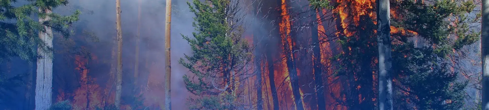 wildfire in trees